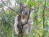 Australien Reise Koalabär
