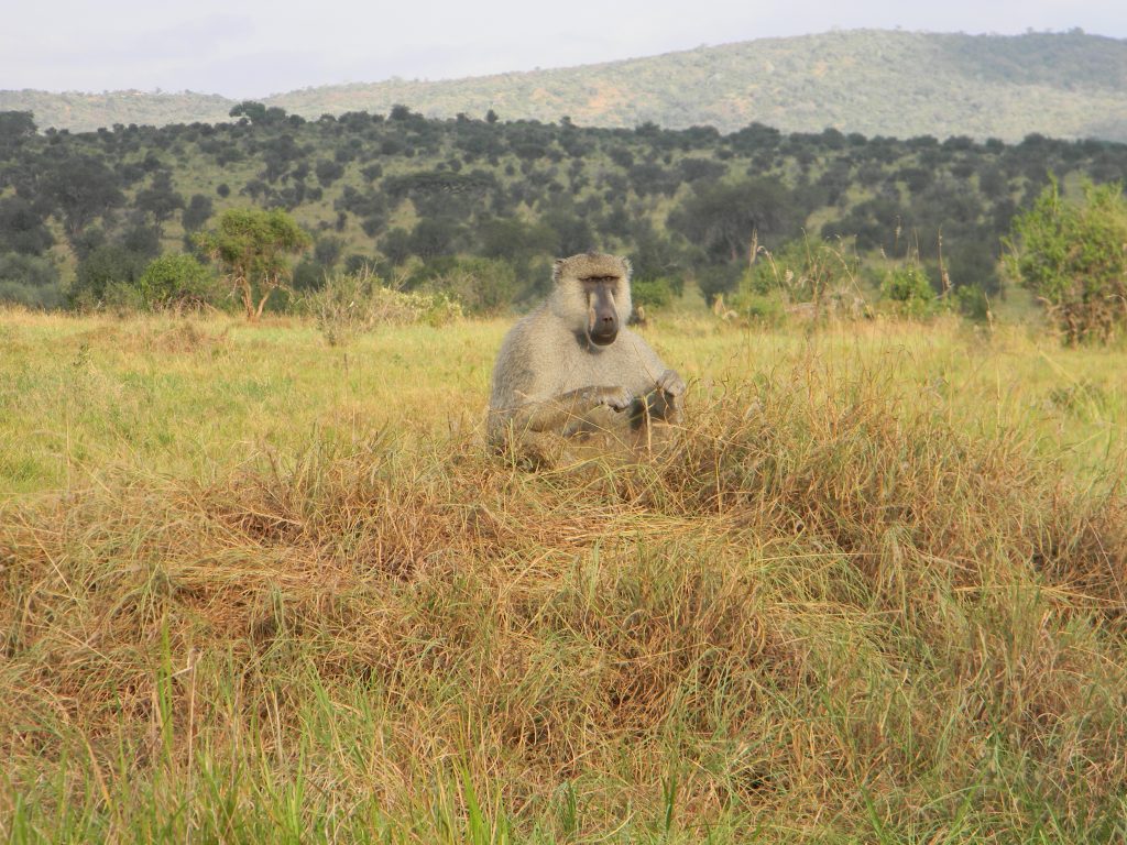 Ein Affe in freier Wildbahn in Kenia