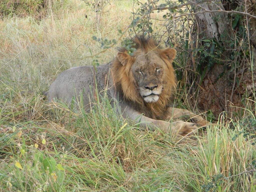 Ein Löwe in Kenia