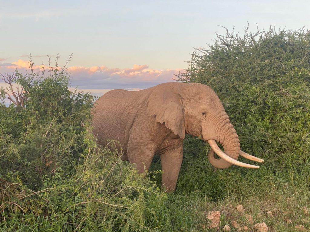 Elefant im Diani Sea Resort in Kenia