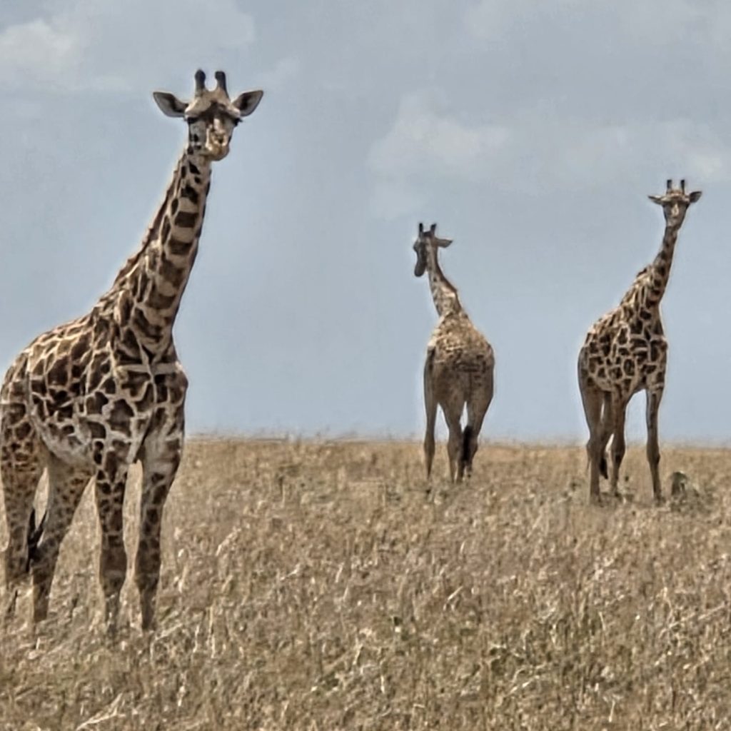 Giraffen im Diani Sea Resort in Kenia